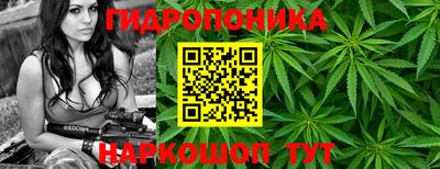 кокс Кингисепп